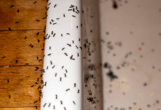 Best Affordable Pest Control Services  in Prague, OK