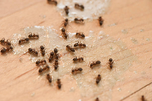 Best Bed Bug Extermination  in Prague, OK
