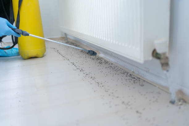 Best Emergency Pest Control  in Prague, OK