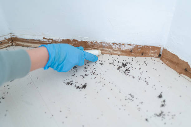 Professional Pest Control in Prague, OK